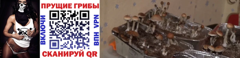 Псилоцибиновые грибы прущие грибы Тара